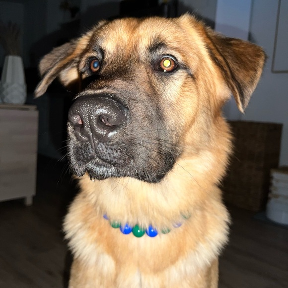 Handcrafted Beaded Dog Collar - Canuck - Blue and Green - Canucks Fan - Picture 5 of 15